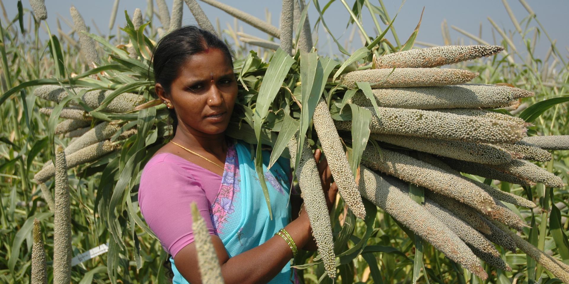 Farmer with sorghum in India. Photo: ICRISAT.