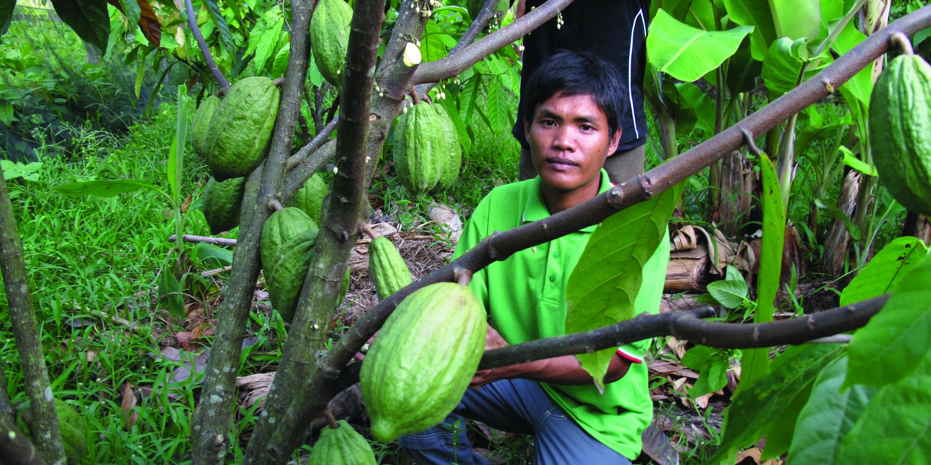 Village cocoa doctors like Muis Samsuddin are helping to transform cocoa farming in Sulawesi. Photo: ICRAF.