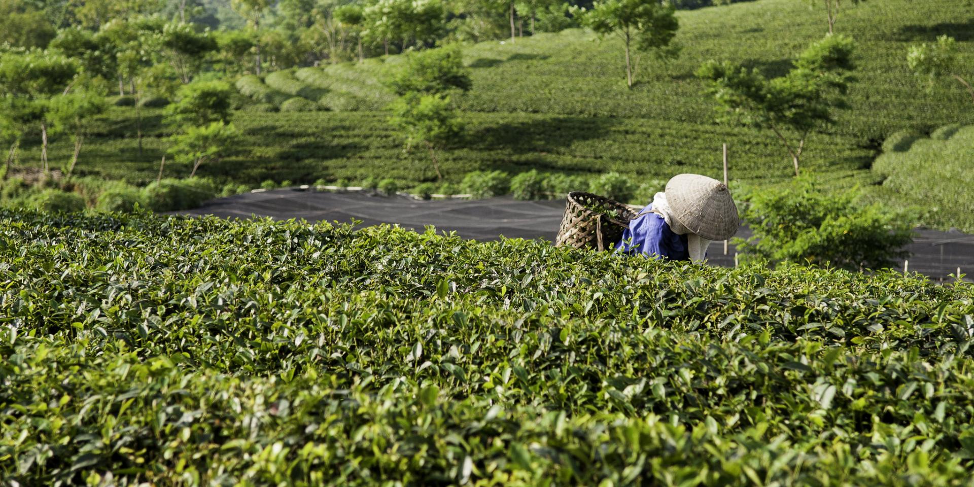 Farmer in tea plantation in Vietnam