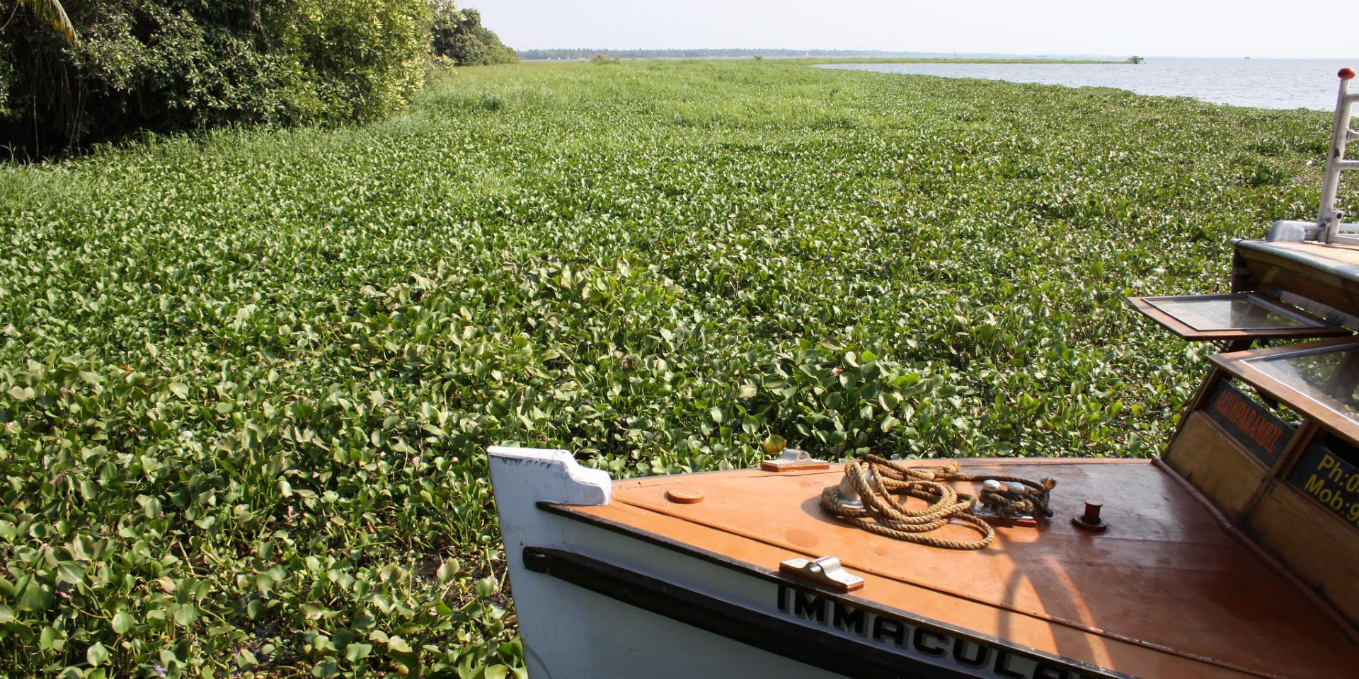 Water hyacinth