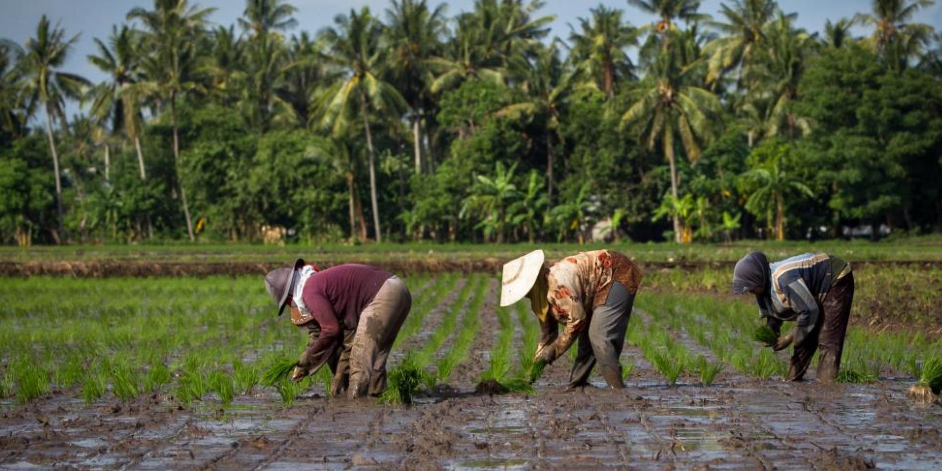 Photo of women in rice field