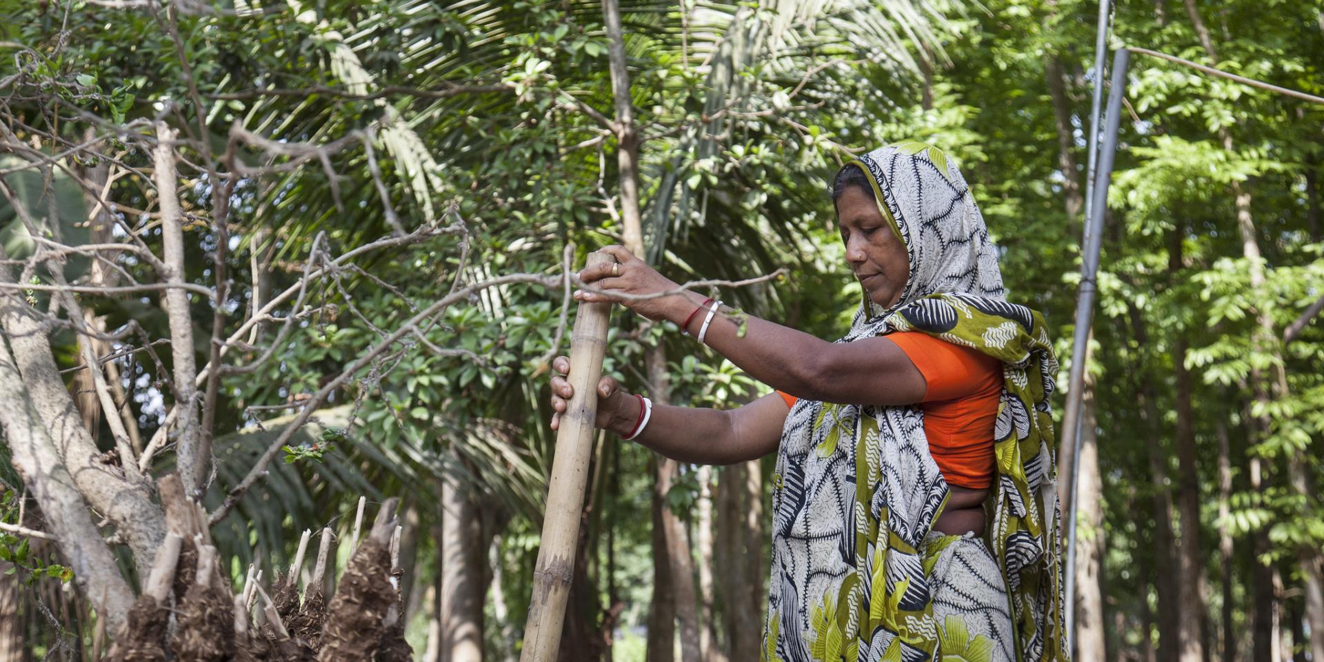 A Bangladesh woman holds a big stick and stirs big tub