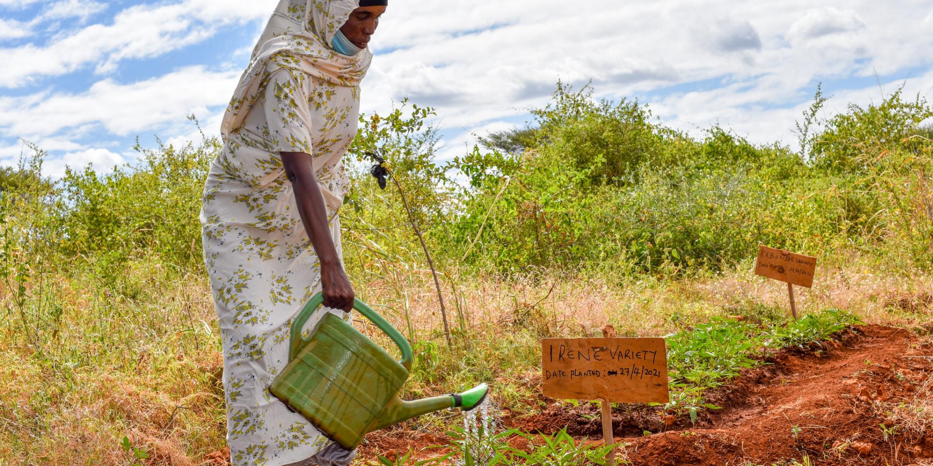 A woman watering plants