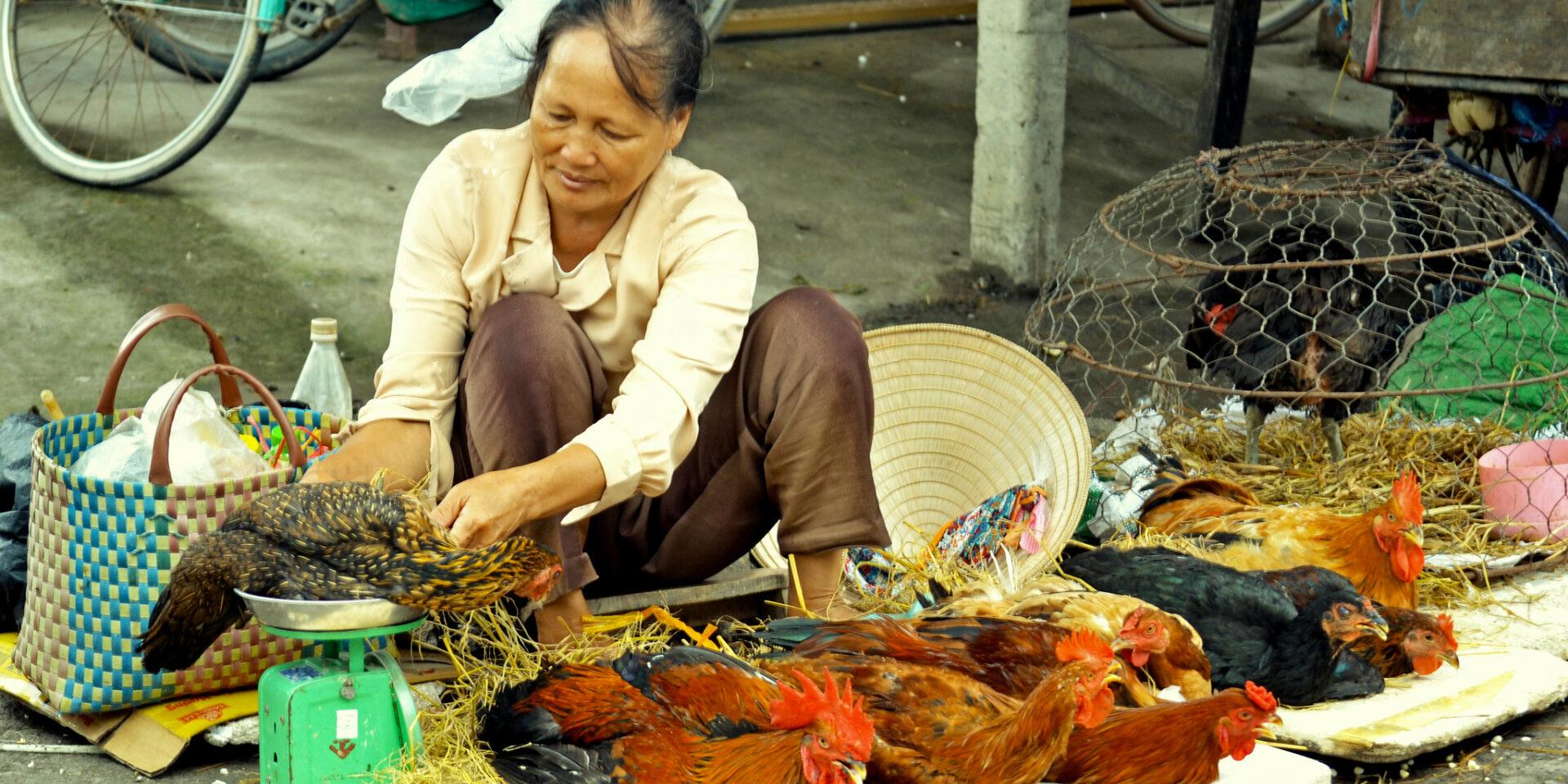 A live chicken vendor weighs a chicken in Hung Yen province, Vietnam (ILRI/Nguyen Ngoc Huyen)