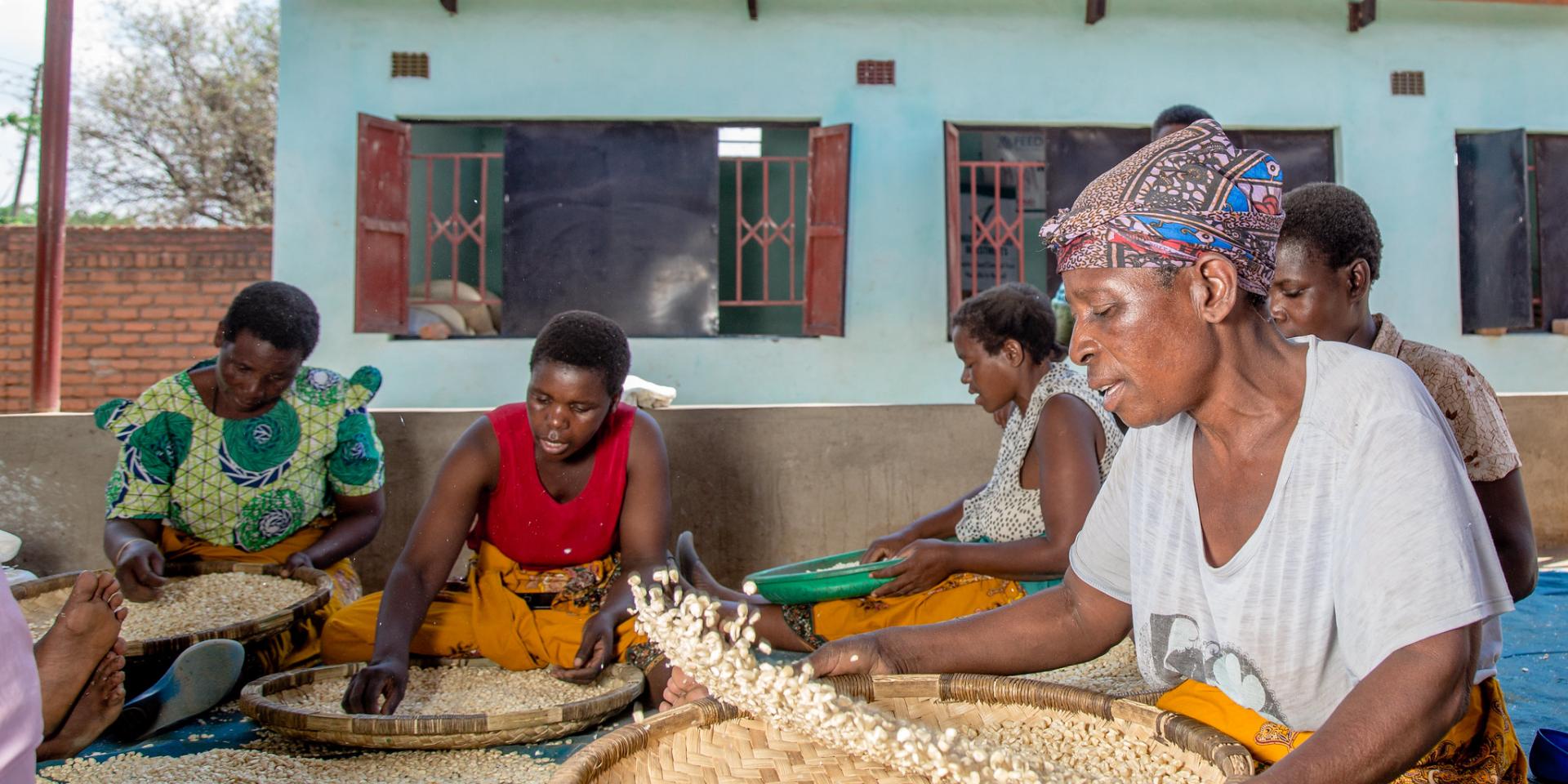 Maize preparation