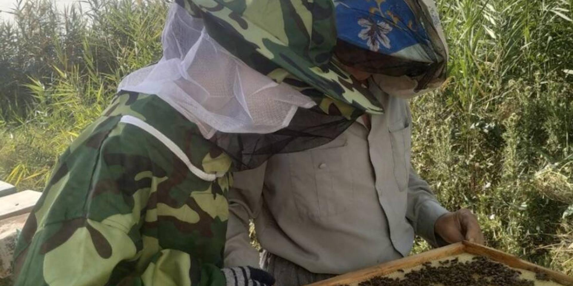 Olga & Sergey inspecting a hive. Photo: ICARDA.