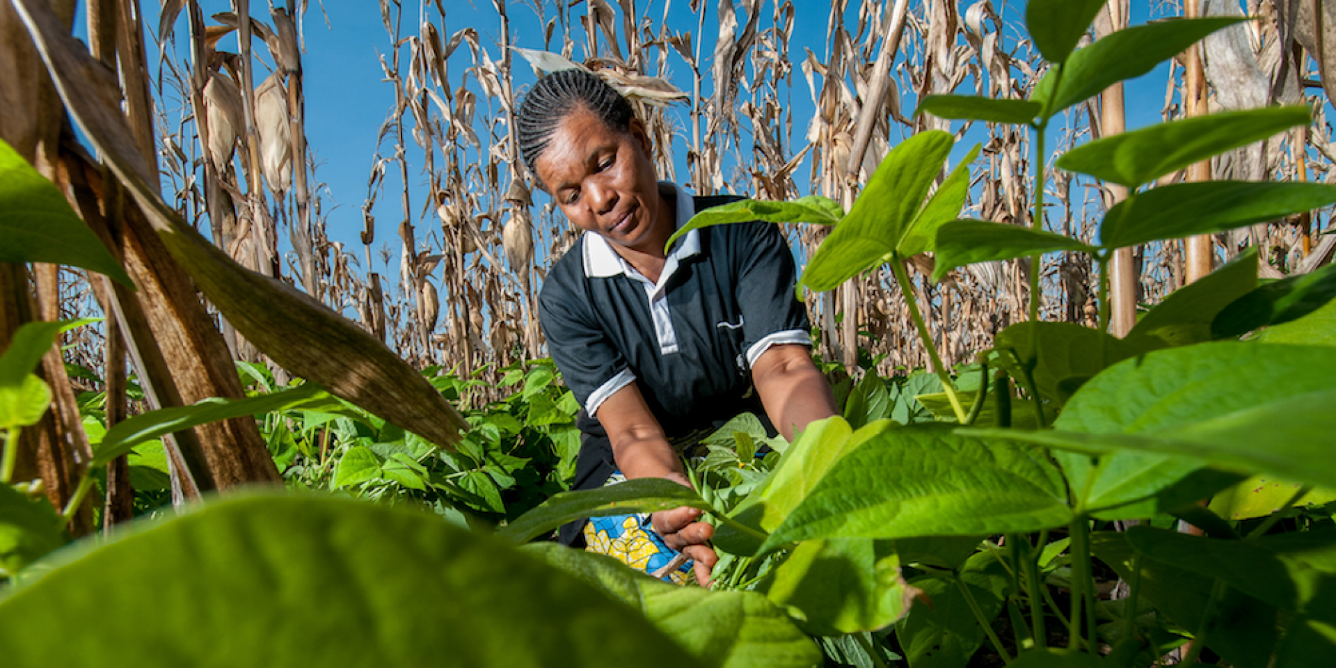 Photo of farmer