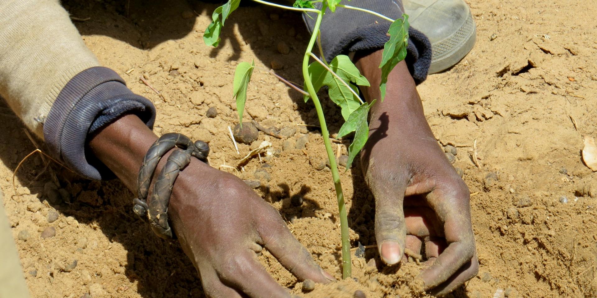 Baye Fall supporting the Tolou Keur Project helping planting in Senegal