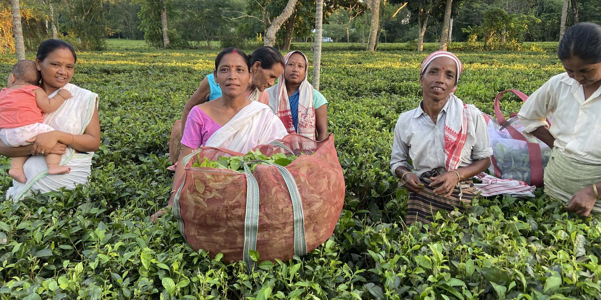 Unpacking Identity and Intersectionality in India’s Assamese Small-grower Tea Sector