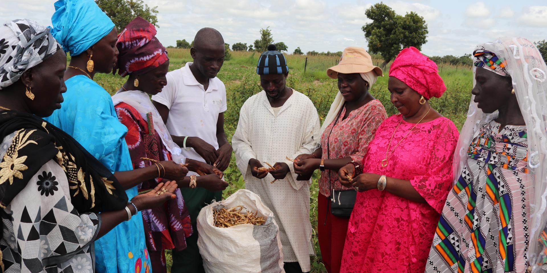 Presentation of the different types of cowpea varieties in production at the Daga Birame Technology Park