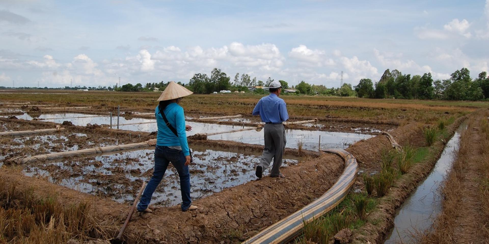 Two people in rice fields