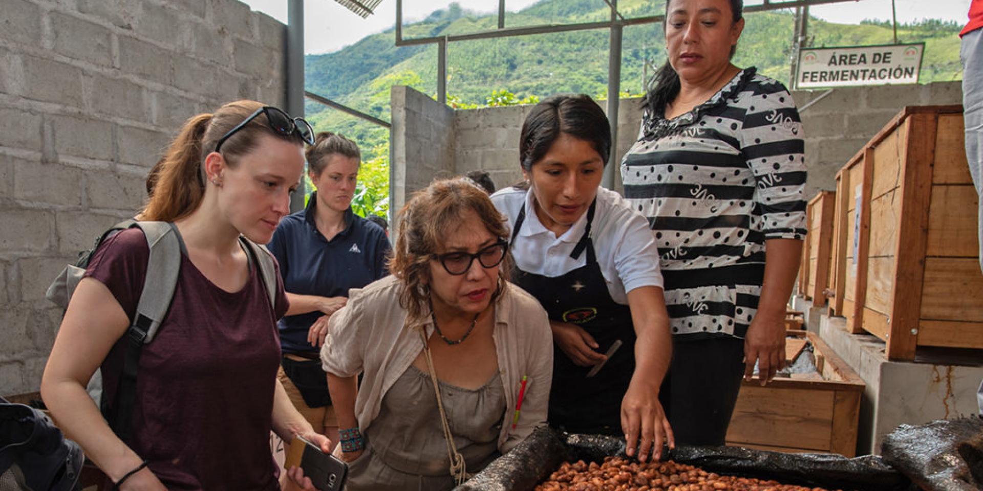 Women looking at cocoa beans