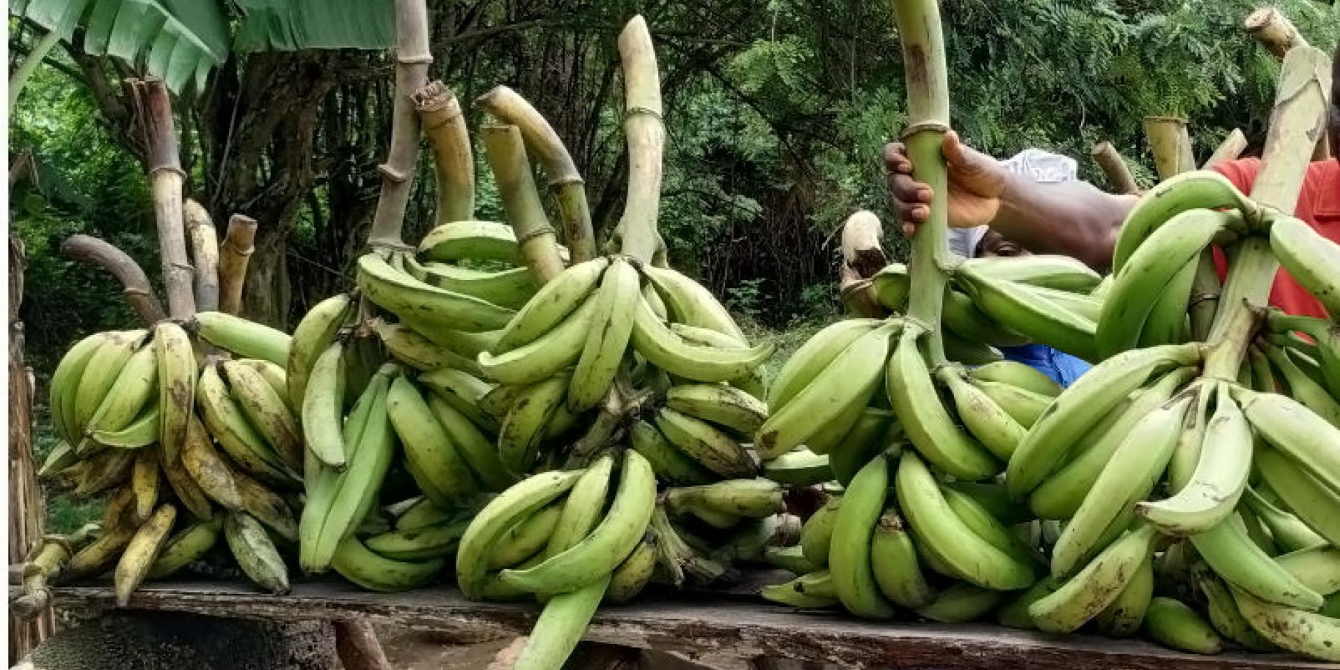 Plantain bunches 