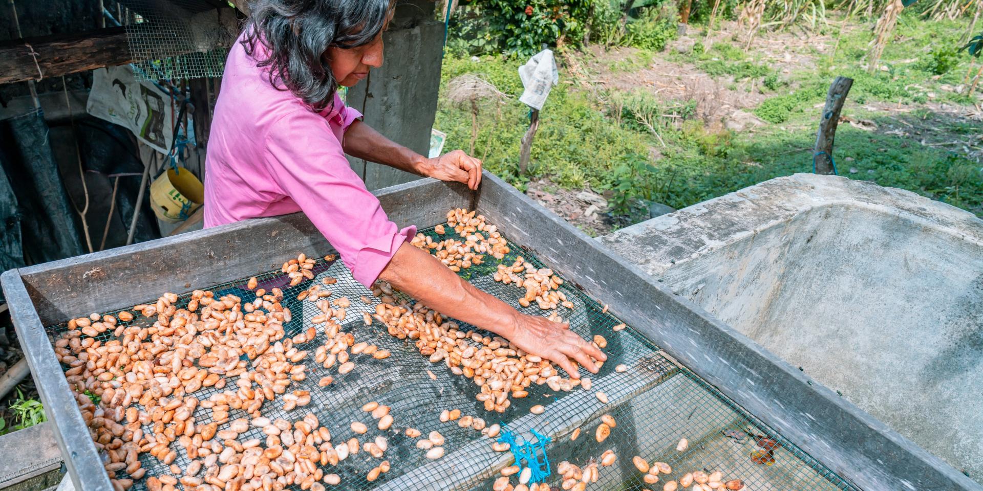 Cacao drying in the sun