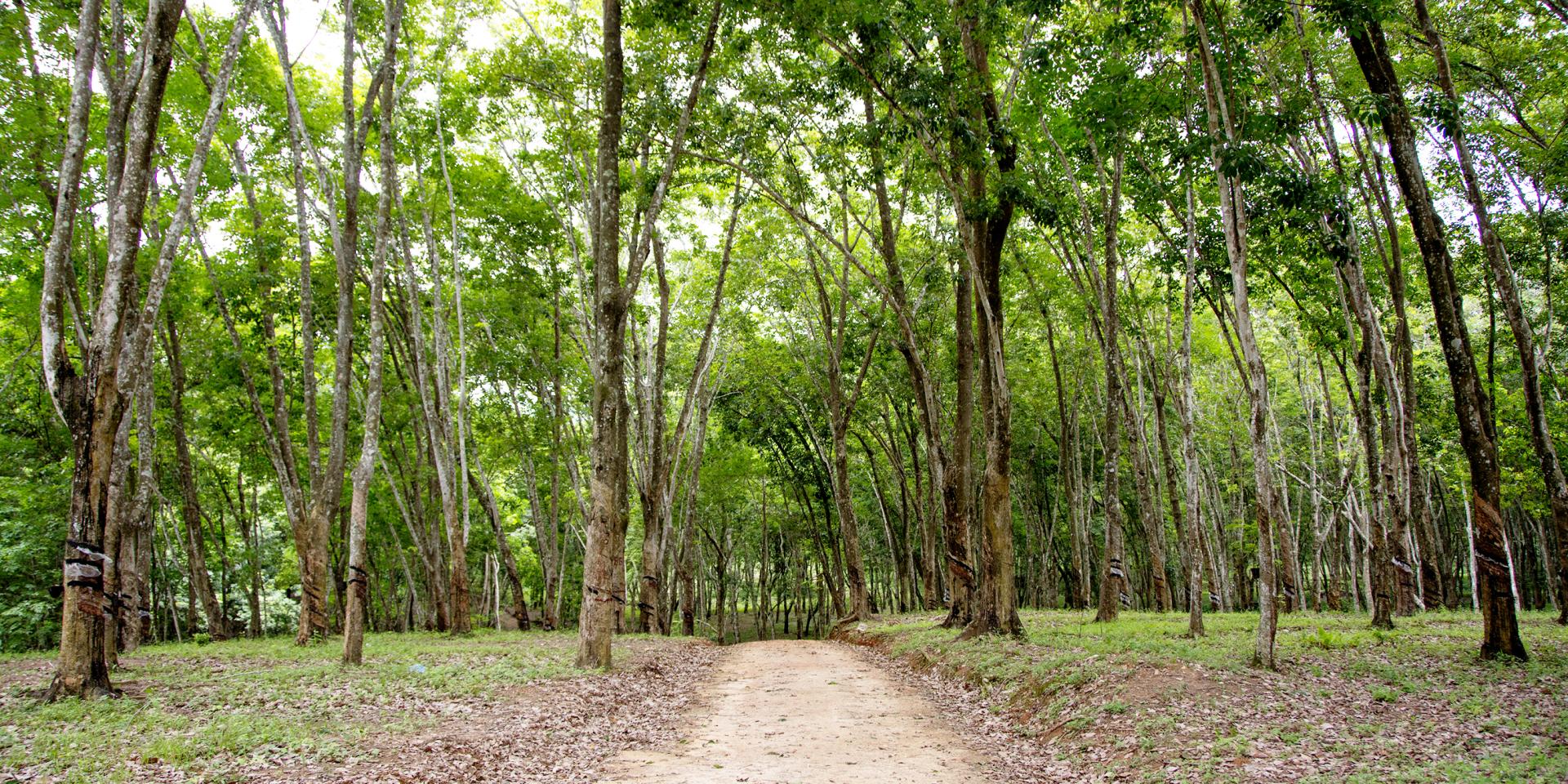 Road Leading into a Dense Rubber Plantation, Malawi, Africa