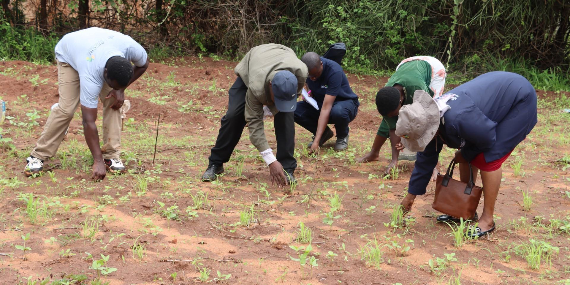 Thinning of sorghum. Credit: Esther Nzuki 