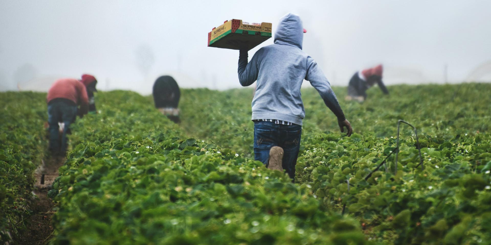 Man on a farm