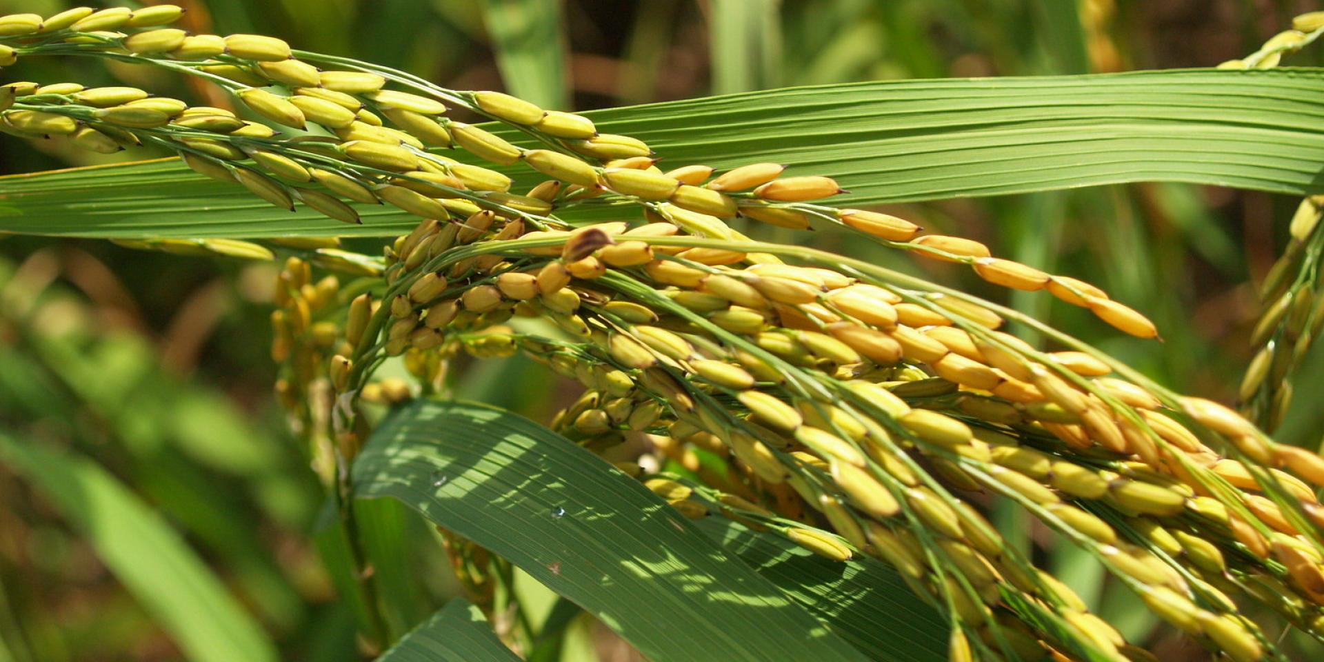 close up of AfricaRice NERICA variety