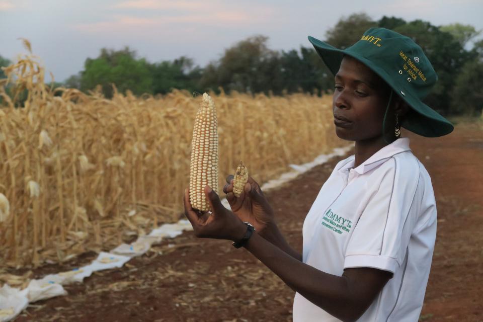 Woman in a maize field 