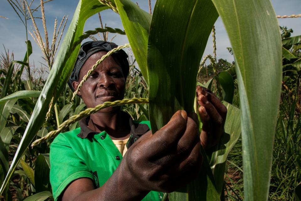 Man checking crops in a field