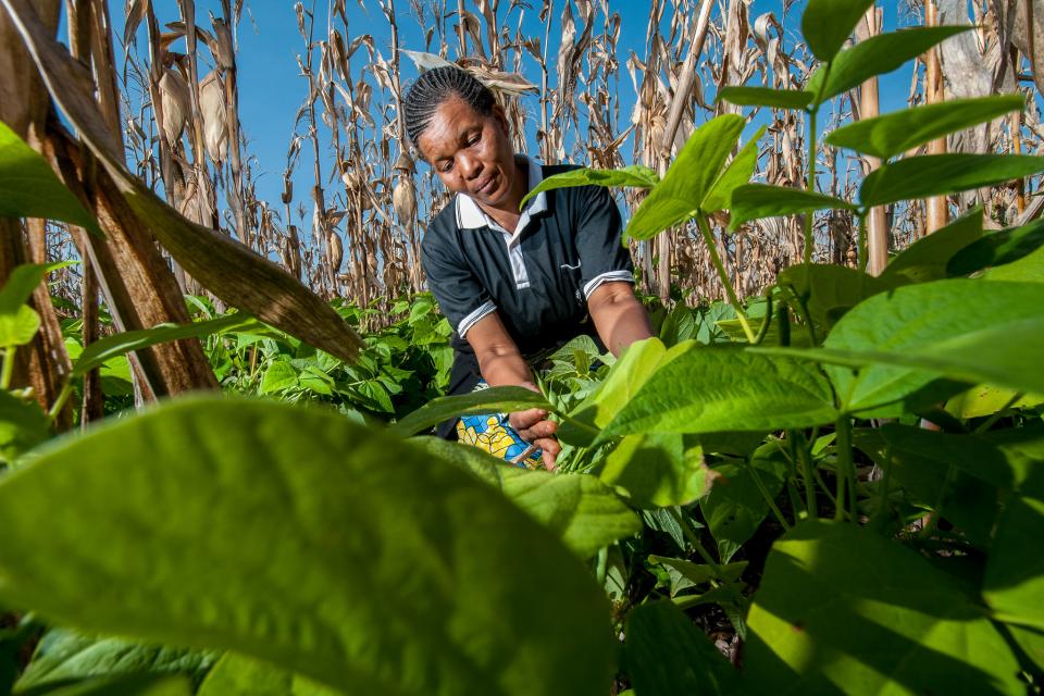 An an improved bean variety helps women and men farmers in Tanzania improve their lives. Photo: Georgina Smith/CIAT.