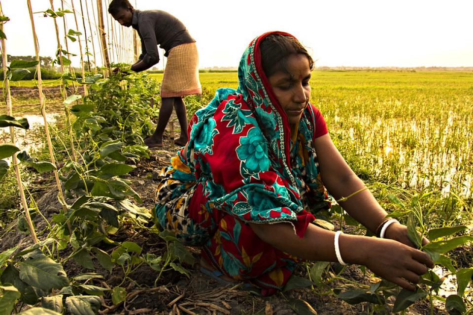 Farmers are taking care of vegetable they plan in their pond dike. Photo by AWM Anisuzzaman, Bangladesh.