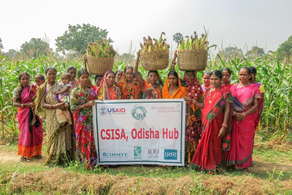 Women group farmers harvesting green cobs in Odisha Hub, CSISA, India, 2014. Photographer: CSISA/ Wasim Iftikar.