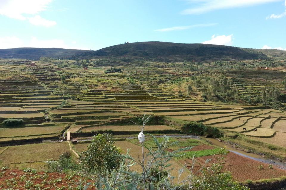 Rice farming in Madagascar. Photo: AfricaRice.