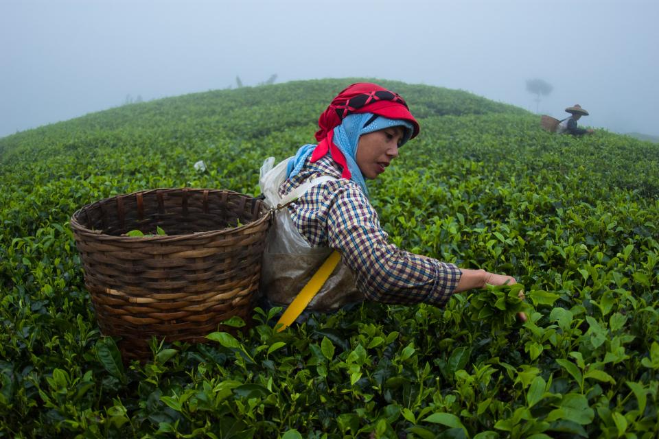 Tea picker in West Java. Photo: Aulia Erlangga/CIFOR.