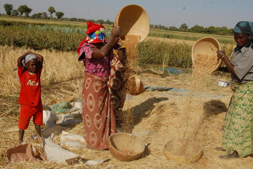 Women farmers in Nigeria. Photo: ICARDA.