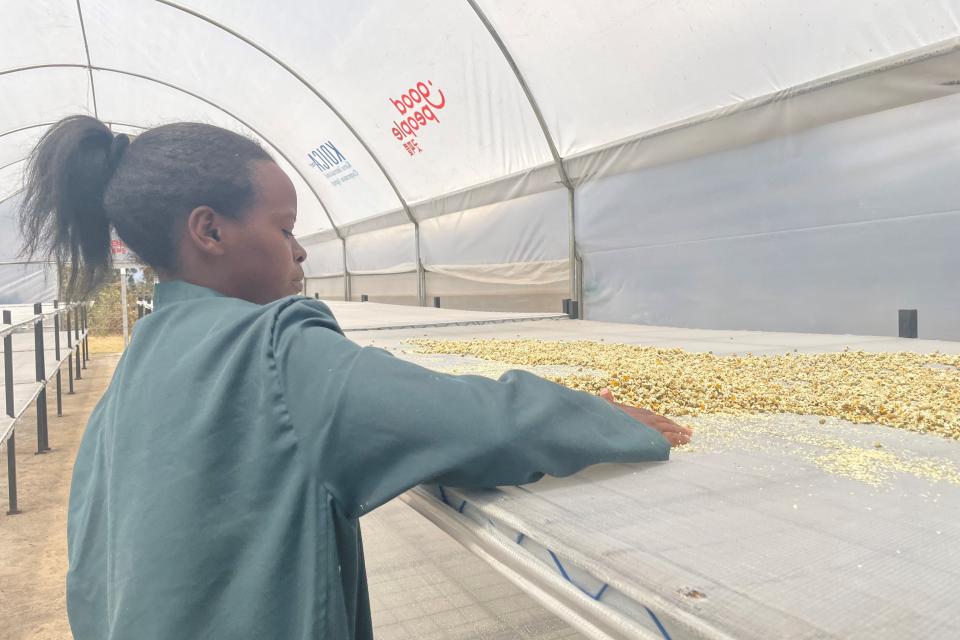 Photo of a woman spreading pyrethrum on the dryers. 