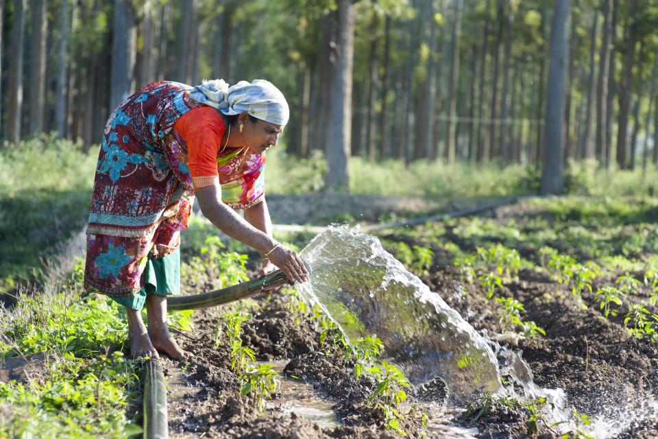 India - female farmer irrigates crops