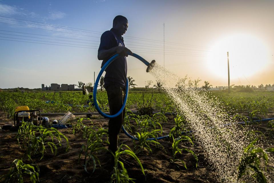 Farmer watering cops in the evening