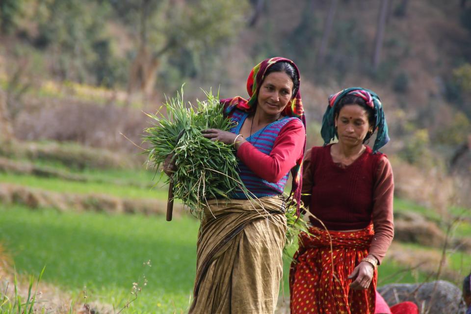 Harvesting green fodder from dual-purpose wheat, Uttarakhand, India