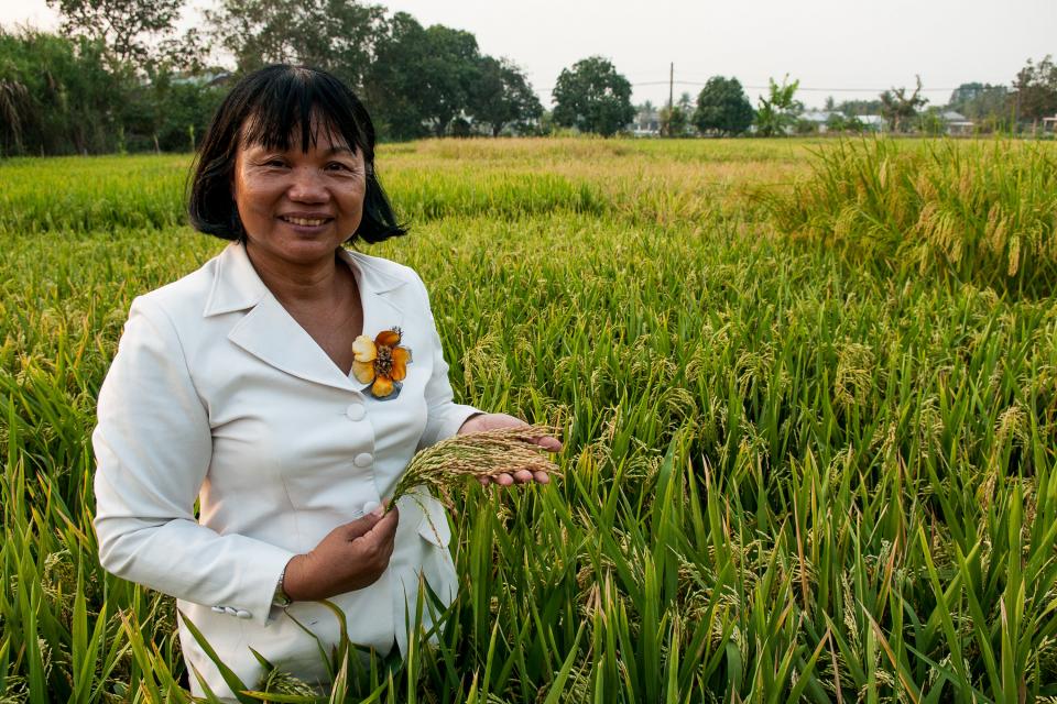 Rice in Vietnam