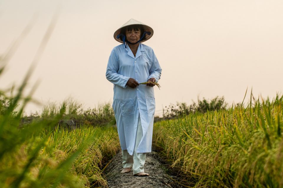 Testing rice varieties, Vietnam