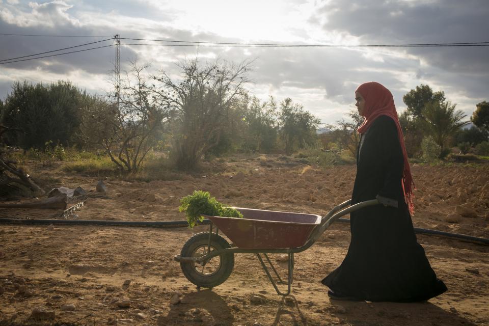 Building resilience for smallholder farmers in marginal drylands - Tunisia