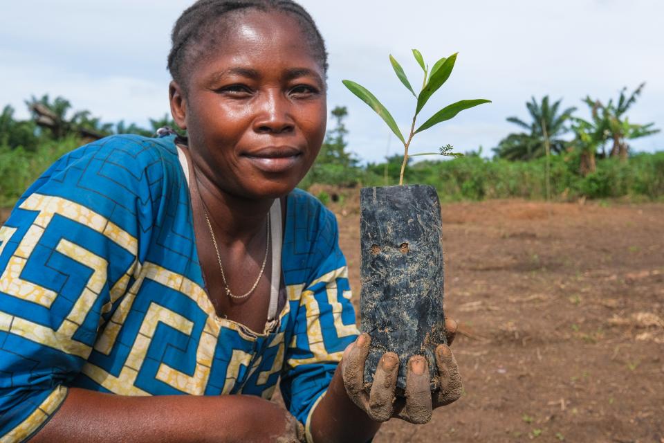 A woman holds an acacia seedling at a plantation in DRC
