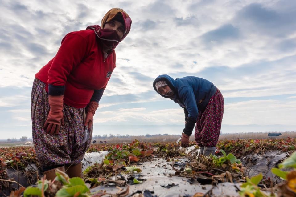 Two women farmers working in the field