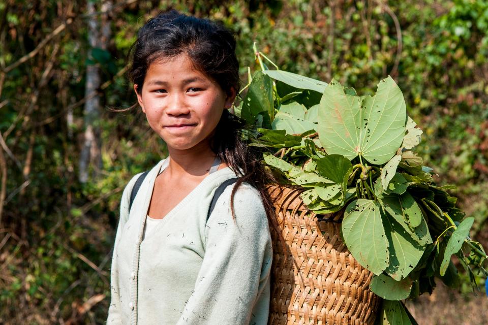 A young girl carries forage for livestock of greenery on a basked on her back