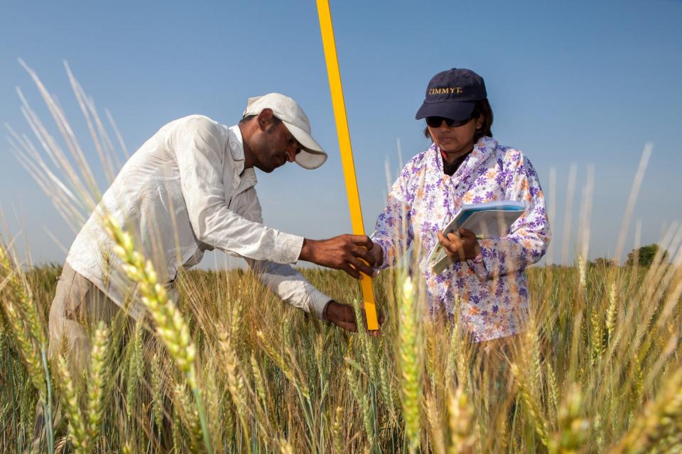 CIMMYT’s women in science are shaping the future of agriculture. (Photo: CIMMYT)