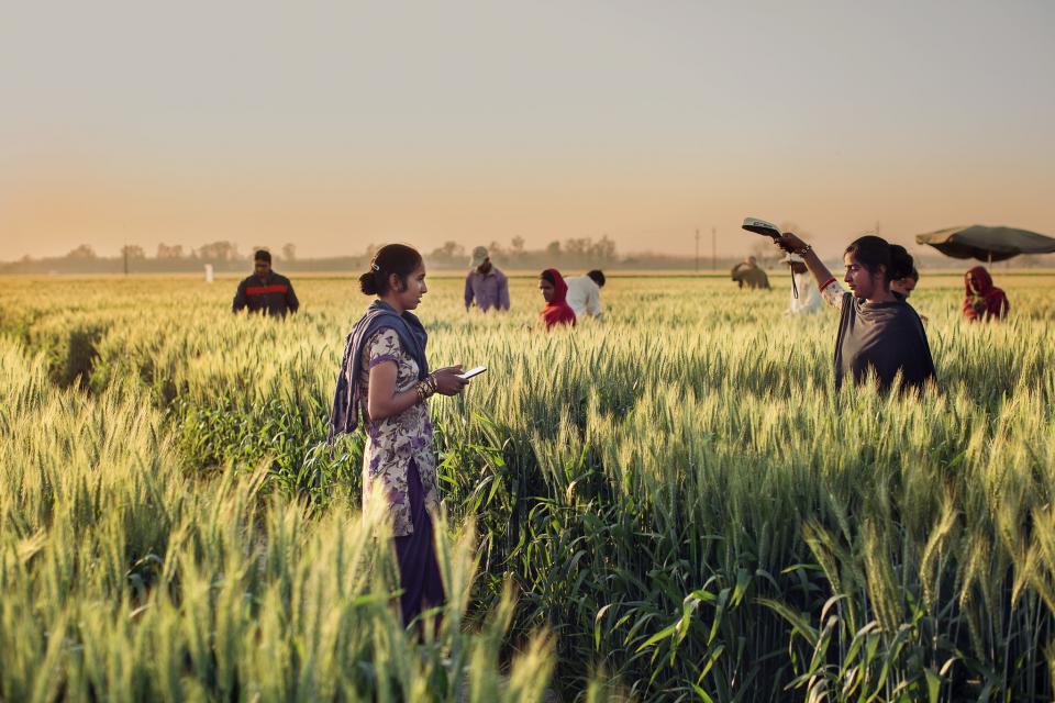 Transforming wheat research in South Asia through digital agriculture tools Field assistants are taking spectral reflectance measurements on wheat plants at Borlaug Institute for South Asia. The research is a part of the USAID Feed the Future initiative to develop stress resilient and high yielding wheat cultivars for South Asia. Kansas State University researchers are assisting research partners in South Asia in the adoption of new digital agriculture tools.     Name of Photographer: Daljit Singh