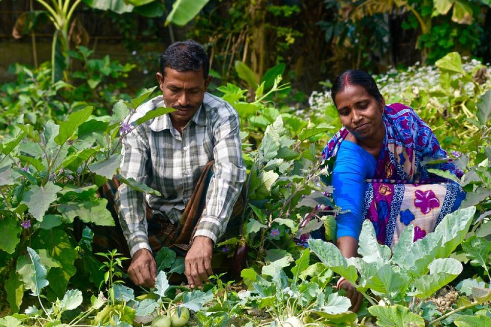 Vegetable gardening, Bangladesh. Mohammad Mahabubur Rahman, 2016.