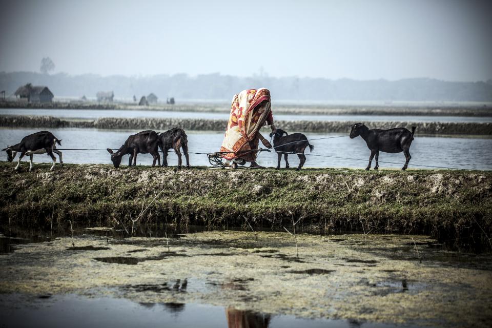A women bends down to tend her goats next to water