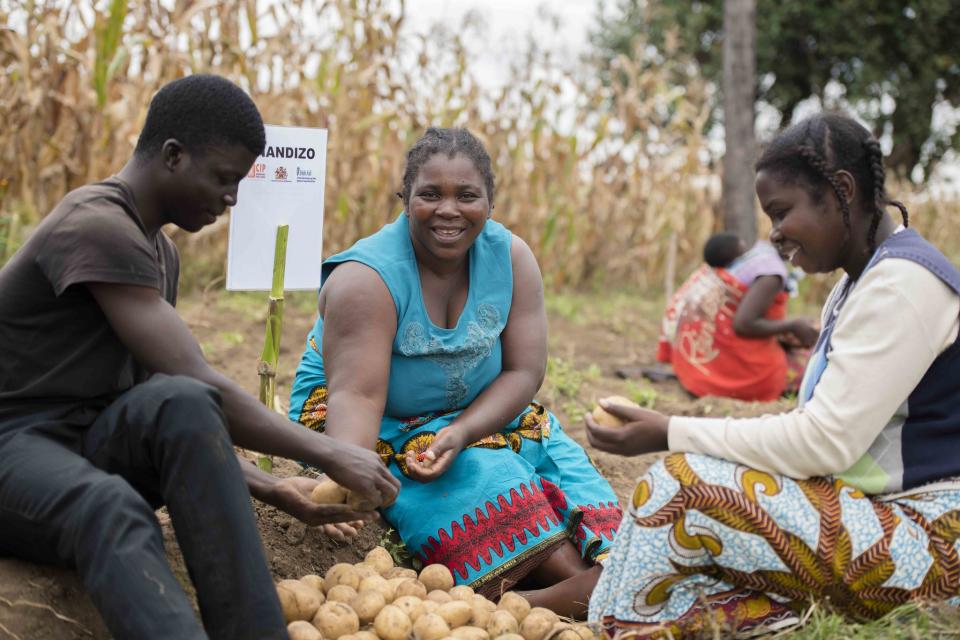 Women picking potatoes