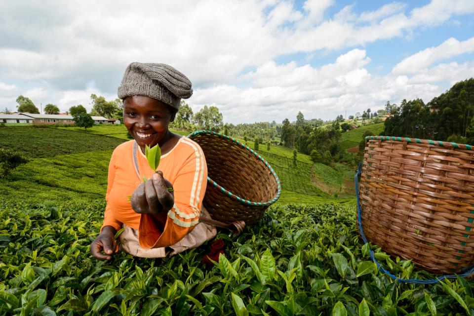 Tea picker Rachel