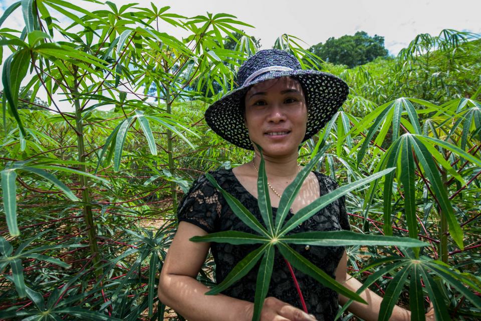 A farmer in her Cassava plantation