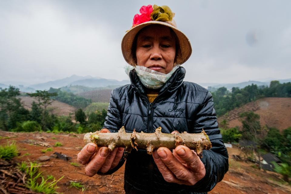 Cassava harvesting