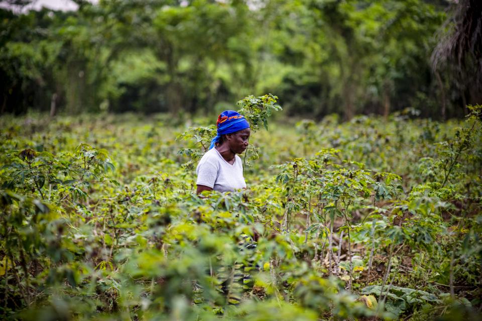 Angelique Ipanga, a teacher and also farmer in a manioc field, Lukolela, Democratic Republic of Congo,