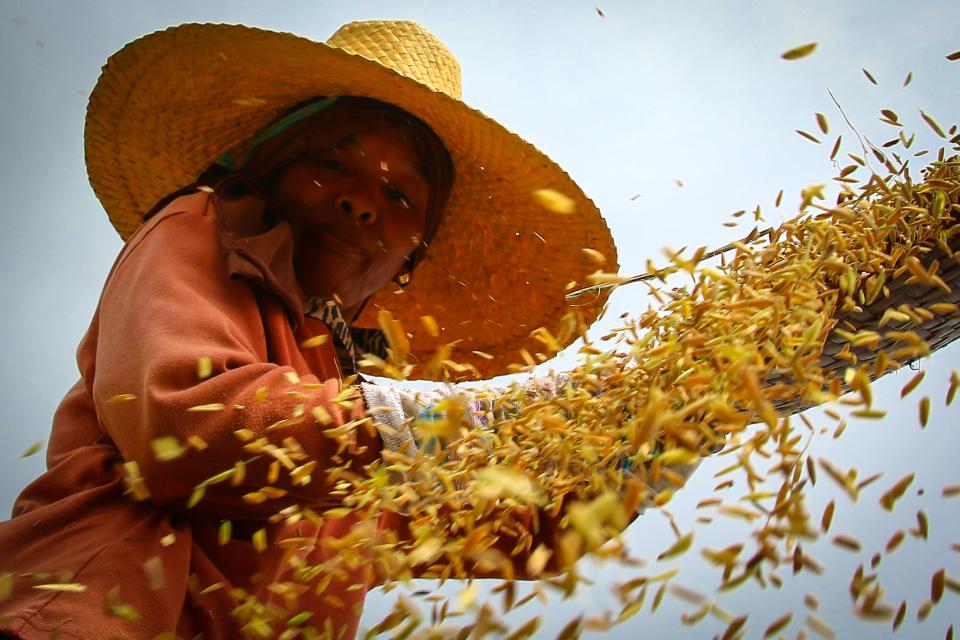 Rice